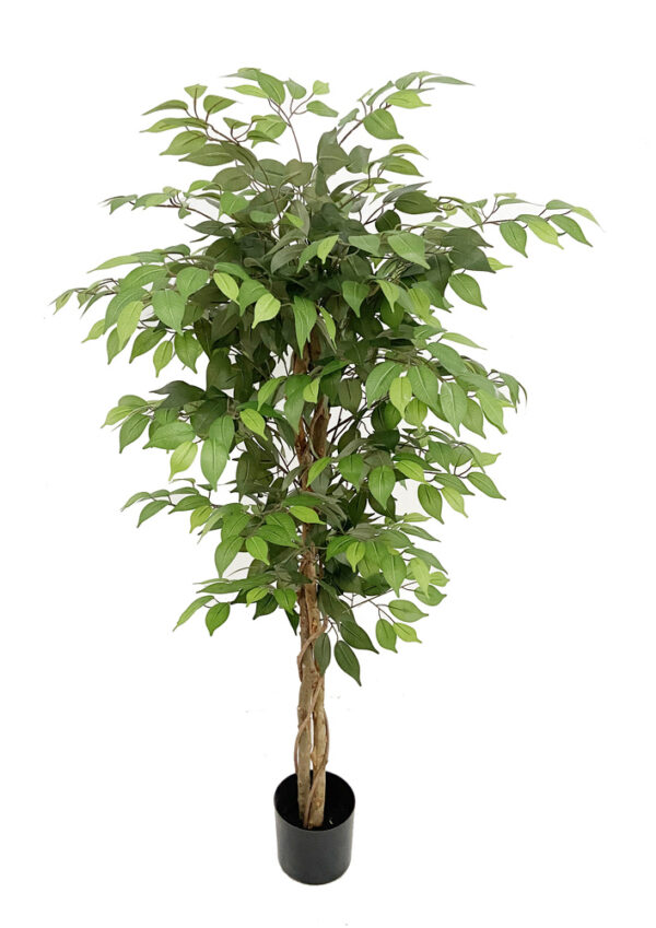 PLANTA DE FICUS