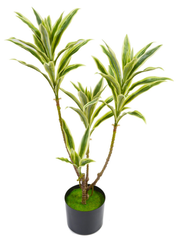 PLANTA MINI DRACAENA