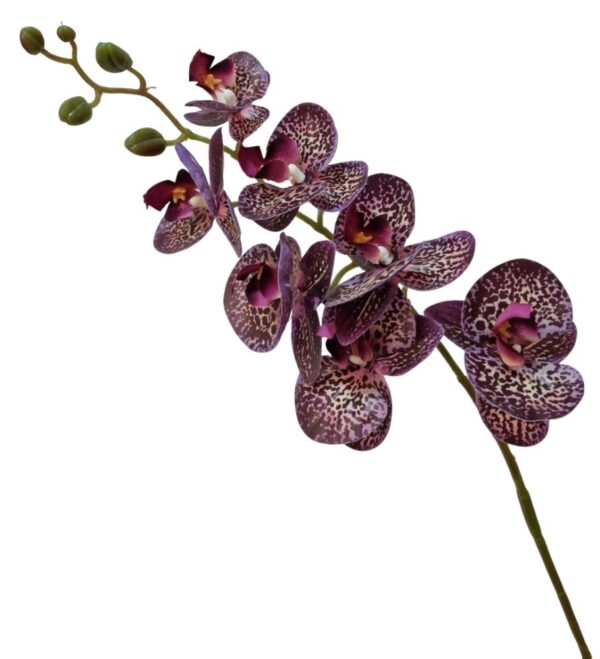 ORQUIDEA PHALAENOPSIS