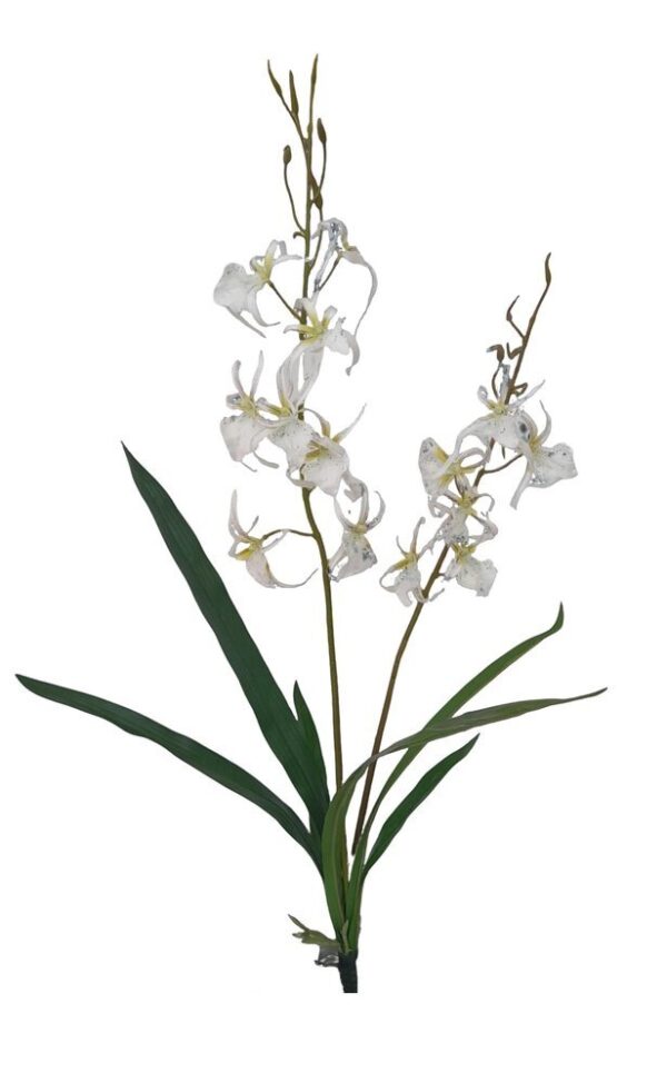 HASTE DE ORQUIDEA BRASSIA X 2 C/ BOLBO