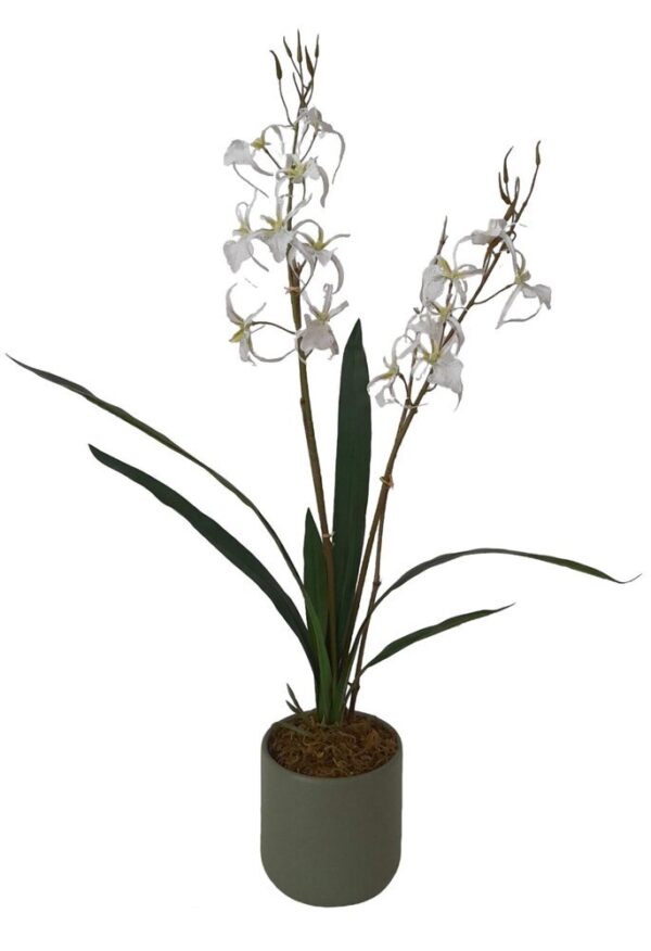 VASO DE ORQUIDEA BRASSIA X 2