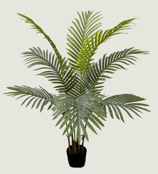 PALMEIRA ARECA