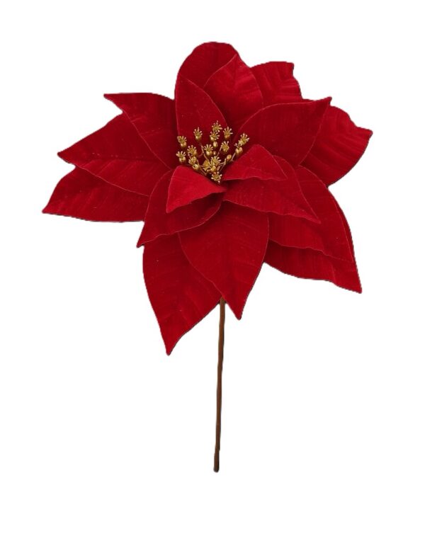 POINSETIA VELUDO