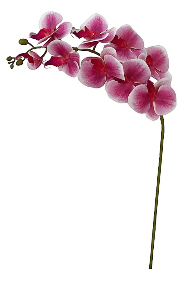 HASTE DE ORQUIDEA PHALAENOPSIS X 9