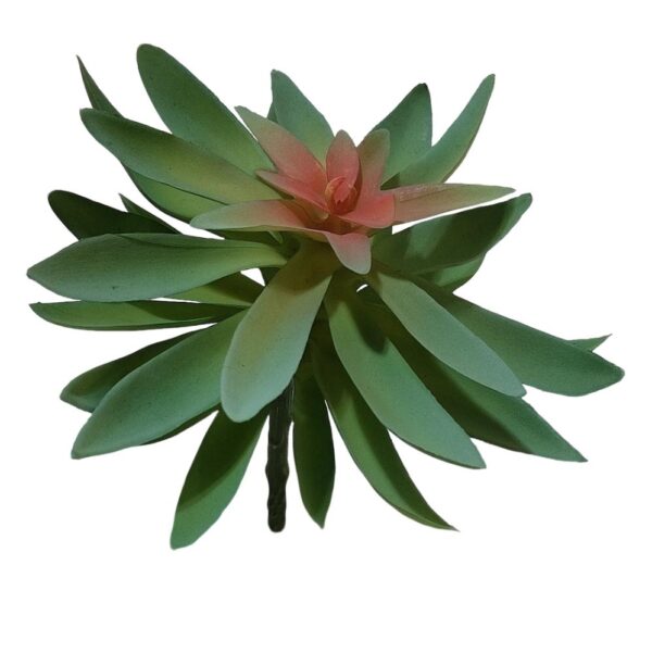 SUCULENTO LEUCADENDRON