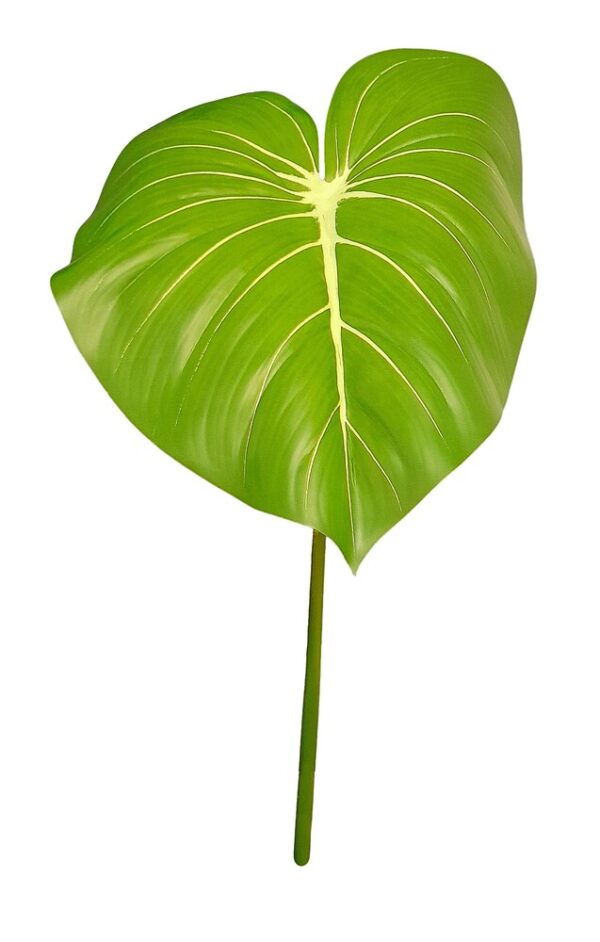 FOLHA DE PHILODENDRON