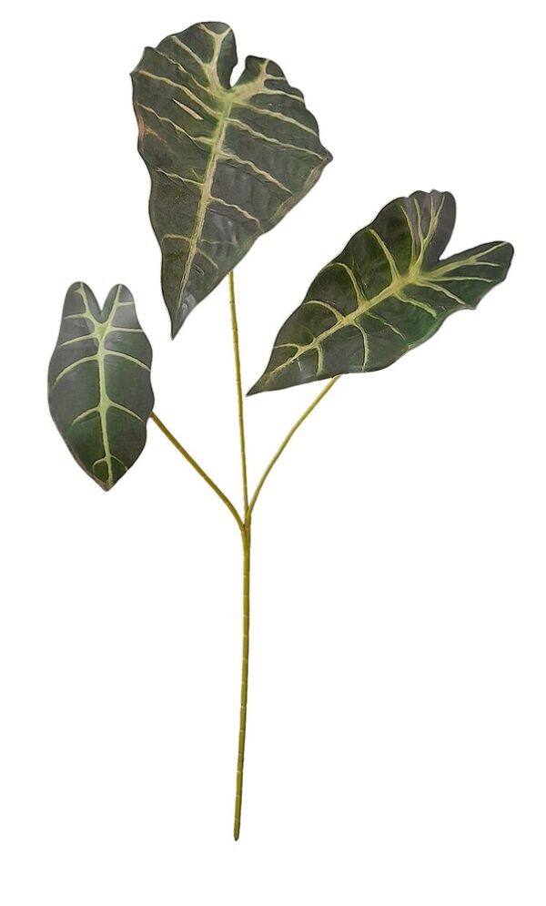 HASTE DE ALOCASIA X 3