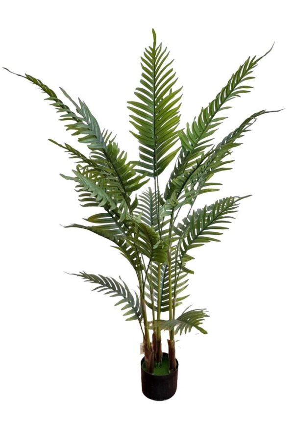 PALMEIRA ARECA