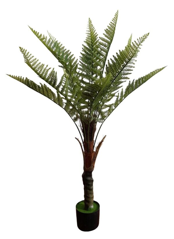 PLANTA DE FETO X 1