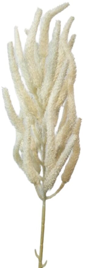 HASTE CELOSIA