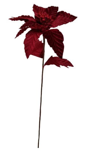 POINSETIA VELUDO