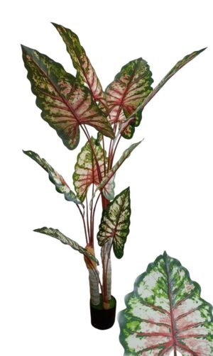 PLANTA DE PHILODENDRON
