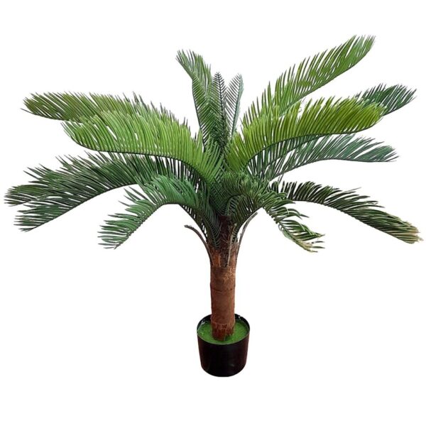 CYCA REVOLUTA X 1