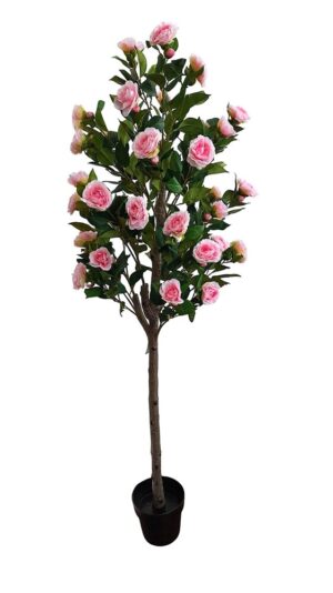 PLANTA DE CAMÉLIA