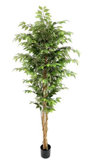 PLANTA DE FICUS