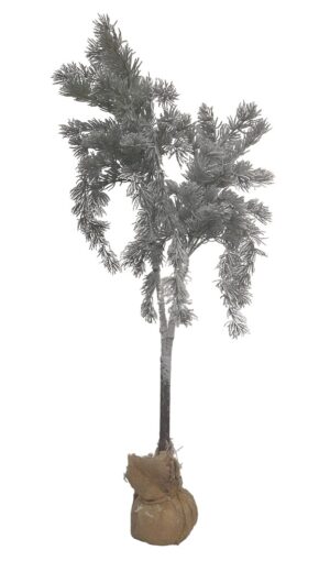 CEDRO X 2 C/ BASE SERAPILHEIRA