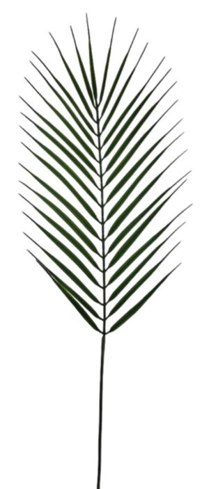 FOLHA DE PALMEIRA