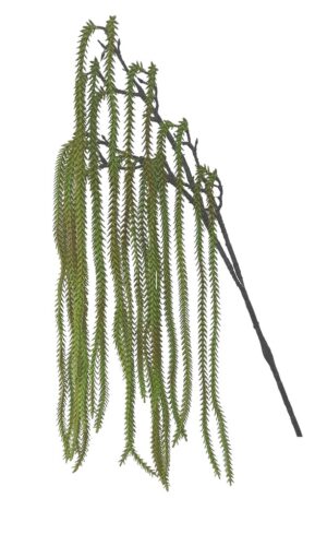 HASTE FOXTAIL X 3 C/ 130 CM