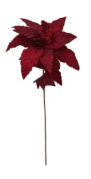 POINSETIA VELUDO