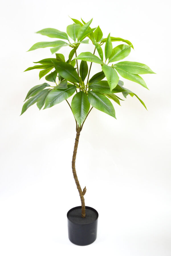 PLANTA PACHIRA