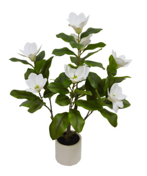 PLANTA DE MAGNÓLIA