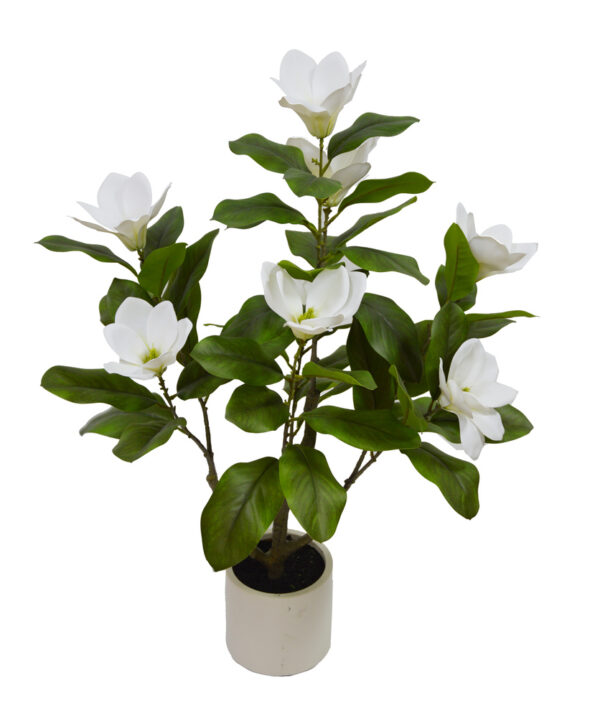 PLANTA DE MAGNÓLIA