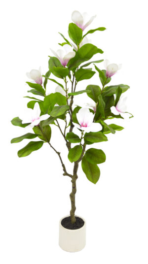 PLANTA DE MAGNÓLIA