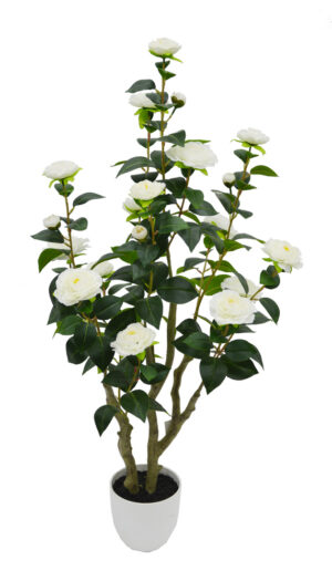 PLANTA DE CAMÉLIA