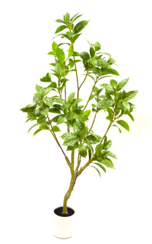 PLANTA DE CROTON
