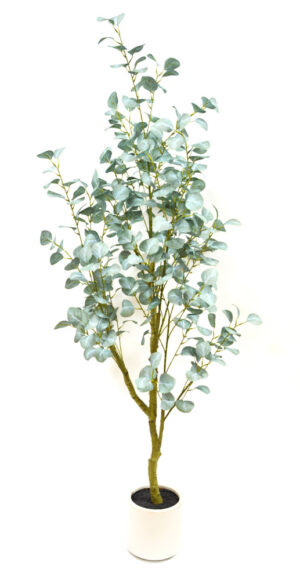 PLANTA DE EUCALIPTO