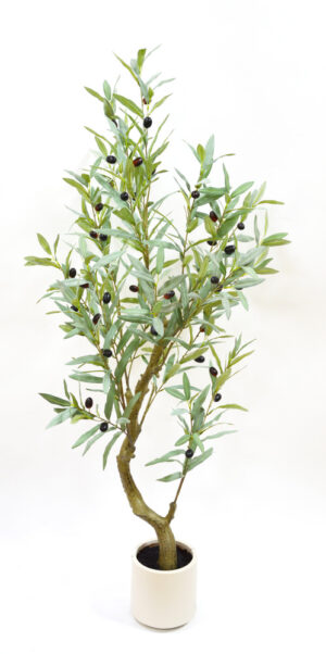 OLIVEIRA