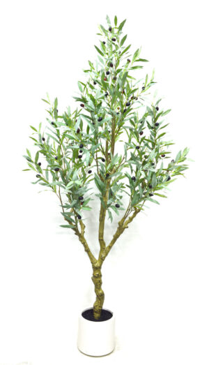 OLIVEIRA