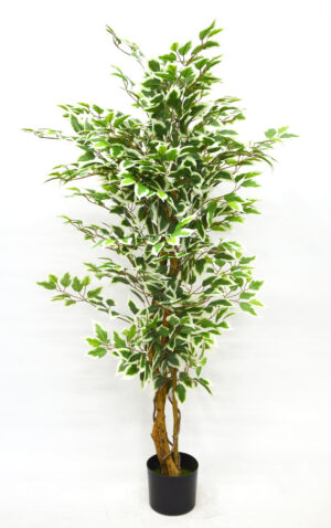 PLANTA DE FICUS