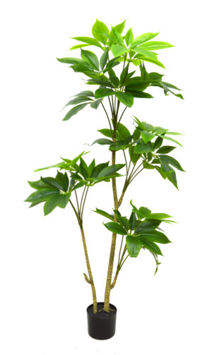 PLANTA PACHIRA