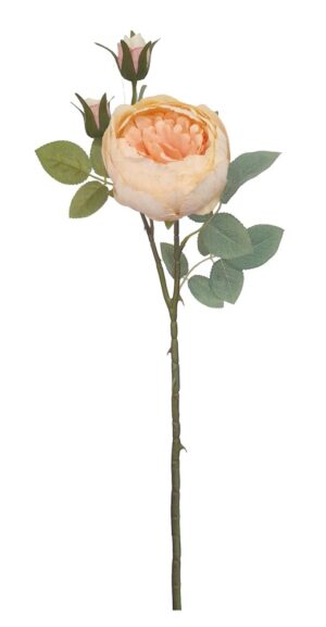 HASTE DE PEONIA