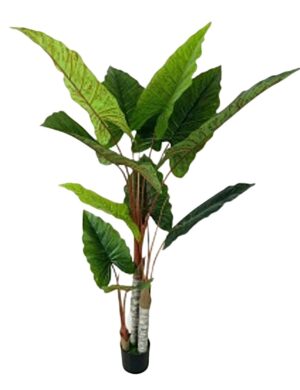 PLANTA DE PHILODENDRON