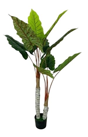 PLANTA DE PHILODENDRON C/ 150 CM