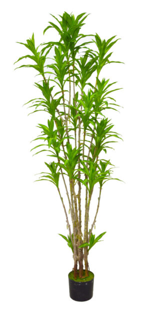 PLANTA MINI DRACAENA