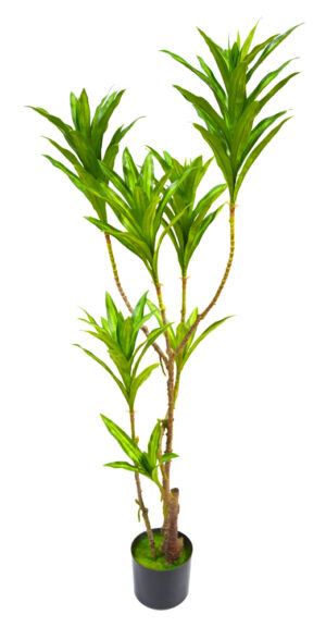 PLANTA MINI DRACAENA