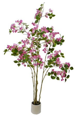 PLANTA DE BOUGAINVELLIA