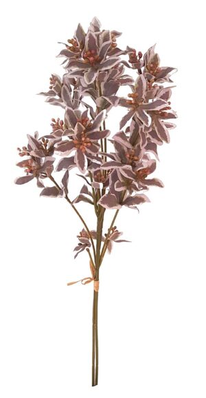 ATADO DE CLEMATIS C/ SEMENTES