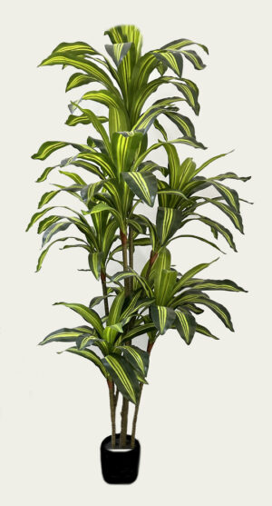 DRACENA C/ 180 CM