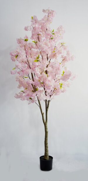 PLANTA DE PESSEGUEIRO