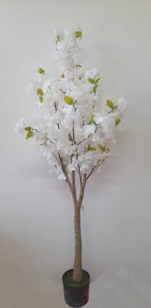 PLANTA DE PESSEGUEIRO