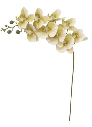 HASTE DE ORQUÍDEA X 9