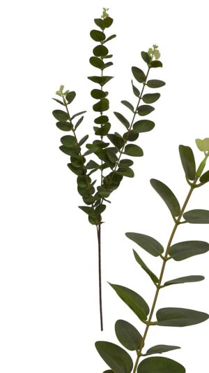 HASTE DE EUCALIPTO X 3