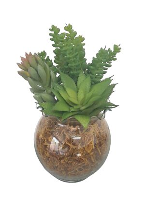 TAÇA DE VIDRO COM SUCULENTAS 25 CM X 10 CM