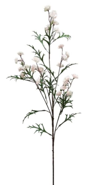 HASTE MINI SKIMIA X 5