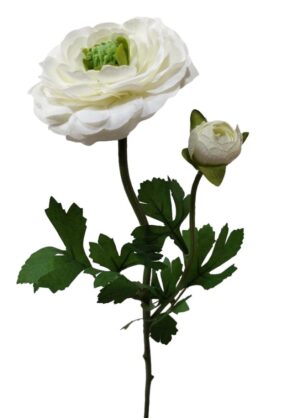 RANÚNCULO C/ BOTÃO