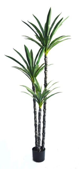 PLANTA YUCCA X 3